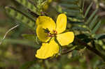 Partridge pea